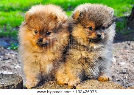 Two pomeranian spitz puppy on the grass.