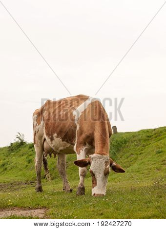 Close Up Of Female Cow In A Field Eating And Grazing Relaxing In Spring Overcast Drab Weather Little