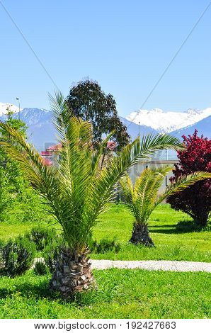 palm trees on the background of snowy mountains in the Adler district of Sochi.