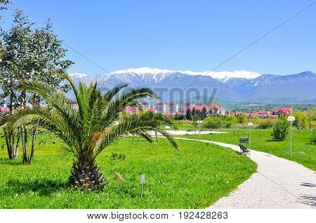 palm trees on the background of snowy mountains in the Adler district of Sochi.
