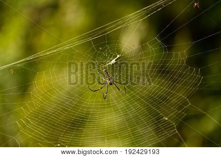 female Golden Web Spider Nephila pilipesin the forest of Laos