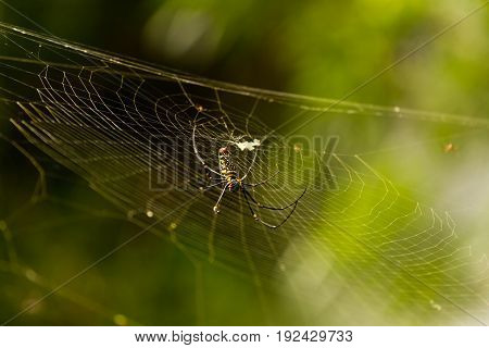 female Golden Web Spider Nephila pilipesin the forest of Laos