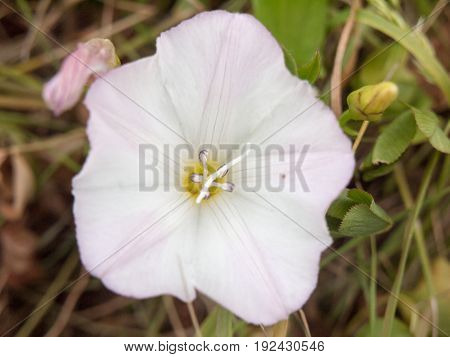 Moonflower Or Moon Vine (ipomoea Alba)