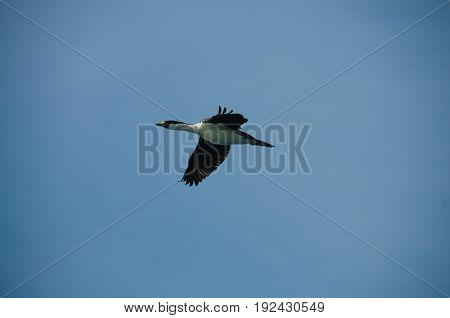 The south Georgian Imperial Shag is a black and white cormorant native to many subantartic islands. The shag rocks are named after this species, and they are located near South Georgia.