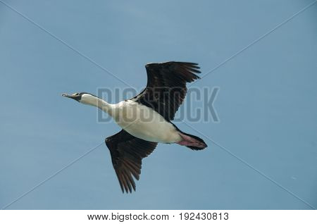 The south Georgian Imperial Shag is a black and white cormorant native to many subantartic islands. The shag rocks are named after this species, and they are located near South Georgia.