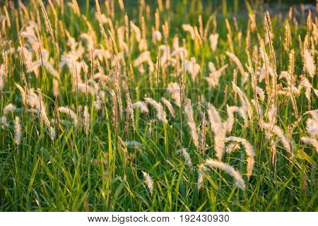 Flowering Grass At Sunrise Background.