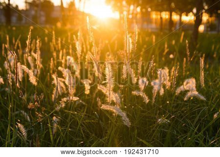 Flowering Grass At Sunrise Background.