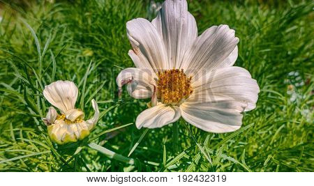 white flowers at the lawn on a summer day