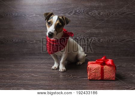 Jack Russell Terrier sitting in front of dark wooden background. Dog in a trendy red bandana. Dog with festive gift box.