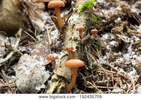 Tubaria furfuracea  mushrrom photo Czech republic, Europe