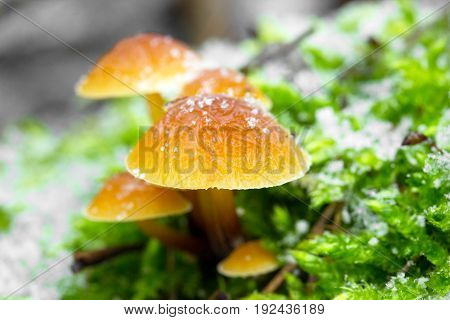Flammulina velutipes is an edible sponge mushroom shot in the Czech Republic, Europe