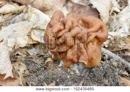 Gyromitra gigas spring mushroom shot in the Czech Republic, Europe