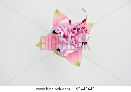 Closeup view of the colorful fuchsia flower wth green leafs. Isolated on the white background