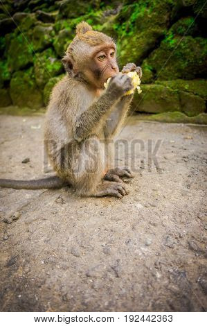 Long-tailed baby macaque Macaca fascicularis in The Ubud Monkey Forest Temple eating a cob corn using his hands, on Bali Indonesia.