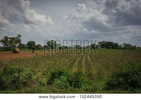 Karnataka India - October 26 2013: Cotton field with white dots on brown branches under gray storm cloudscape. Green landscape with haystack on brown dirt. South Karnataka.