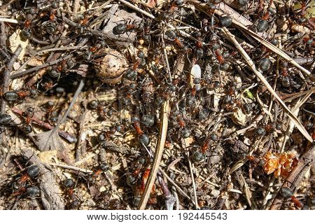 Red Forest Ants Close-up