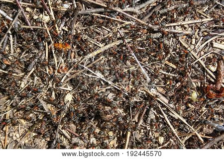 Red Forest Ants Close-up