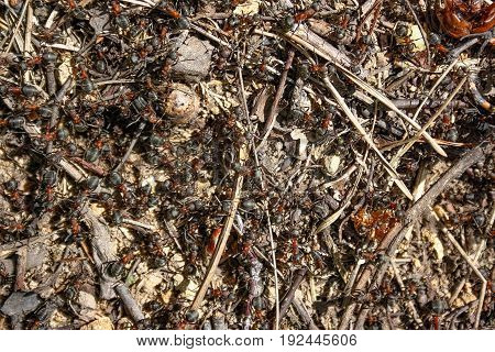 Red forest ants close-up. Background of red ant colony.