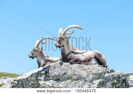 Ibex males lie down indigenous of gredos mountain