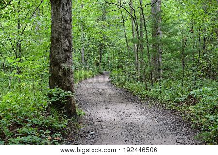 A peaceful trail in the woods of North Carolina