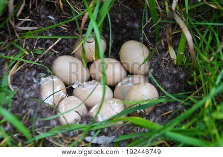 the nest of wild birds in the grass proclivity Chicks