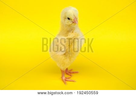 chicken on yellow background baby bird hen chick isolated in studio