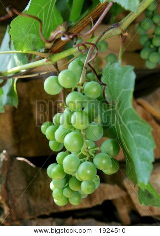 Zielony winogron