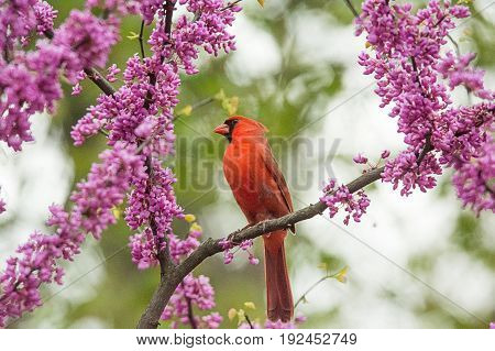 Cardinal