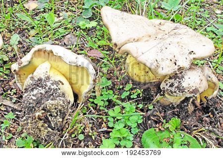 Boletus radicans mushroom, shot in the Czech Republic, Europe
