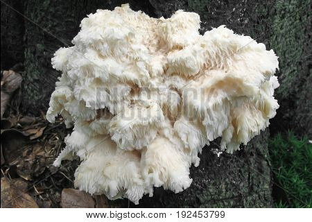 Hericium cirrhatum mushroom, shot in the Czech Republic, Europe