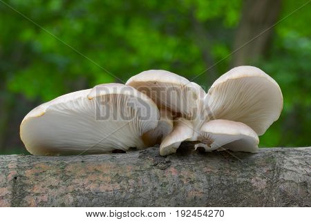 Pleurotus pulmonarius Mushroom shot in the Czech Republic, Europe
