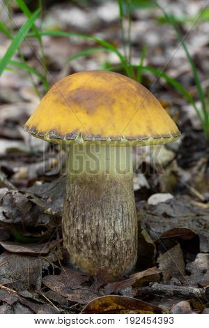 Leccinellum crocipodium rare Mushroom shot in the Czech Republic, Europe