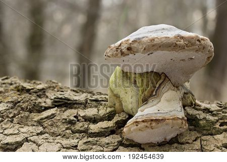 Fomes fomentarius Mushroom shot in the Czech Republic, Europe