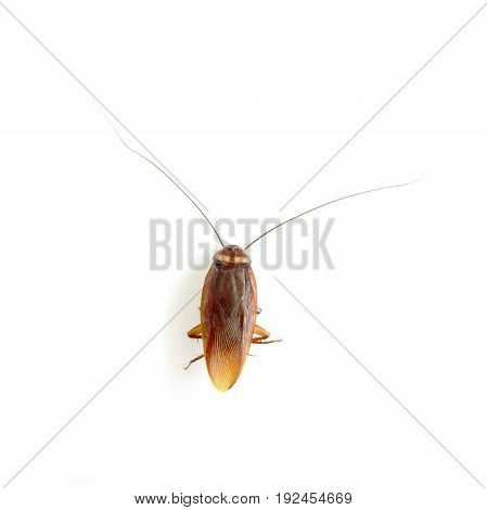 Roach Dead On a white background