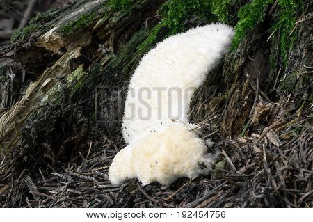 Mushroom shot in the Czech Republic, Europe