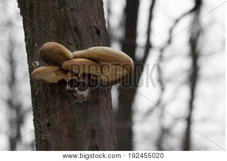 Mushroom shot in the Czech Republic, Europe