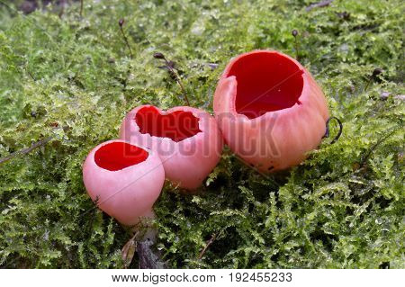 Sarcoscypha austriaca rare spring mushroom shot in the Czech Republic, Europe