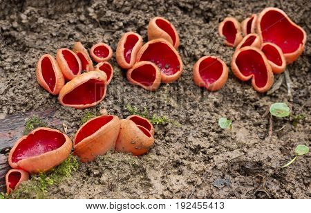 Sarcoscypha austriaca rare spring mushroom shot in the Czech Republic, Europe