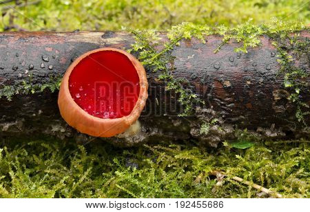 Sarcoscypha austriaca spring rare mushroom, shot in the Czech Republic, Europe