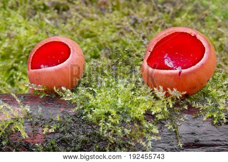 Sarcoscypha austriaca spring rare mushroom, shot in the Czech Republic, Europe