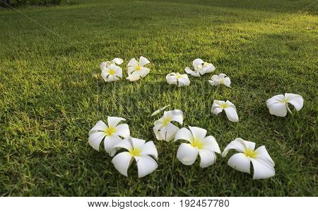 Plumeria Tropical Spa Flower In Garden Village