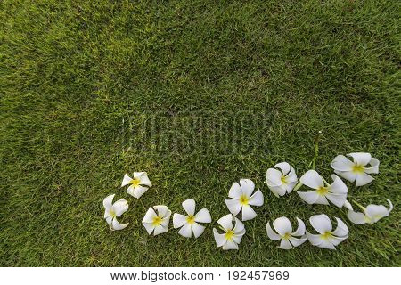 Plumeria Tropical Spa Flower In Garden Village