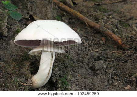Agaricus xanthodermus mushroom shot in the Czech Republic, Europe
