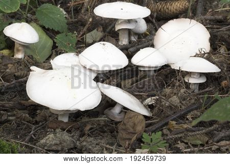 Agaricus xanthodermus mushroom shot in the Czech Republic, Europe