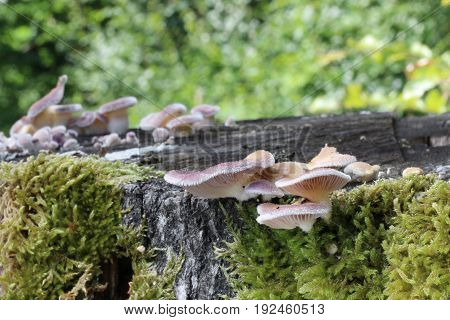 Panus neostrigosus Drechsler-Santos & Wartchow 2012 mushroom shot in the Czech Republic, Europe