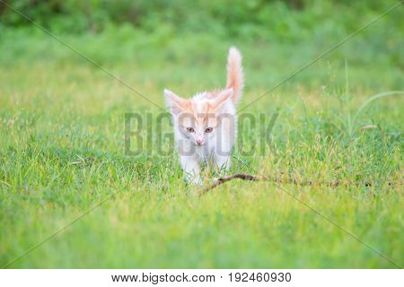 a small domesticated carnivorous mammal with soft fur, a short snout, and retractile claws. It is widely kept as a pet or for catching mice, and many breeds have been developed.