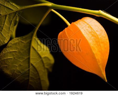 Physalis orange