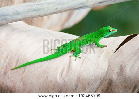 Green gecko on the palm leam