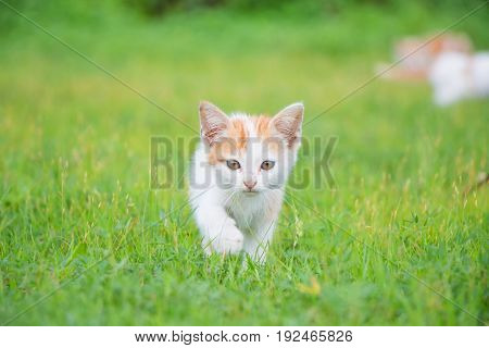a small domesticated carnivorous mammal with soft fur, a short snout, and retractile claws. It is widely kept as a pet or for catching mice, and many breeds have been developed.