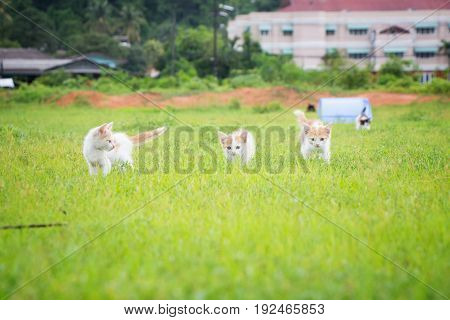 a small domesticated carnivorous mammal with soft fur, a short snout, and retractile claws. It is widely kept as a pet or for catching mice, and many breeds have been developed.